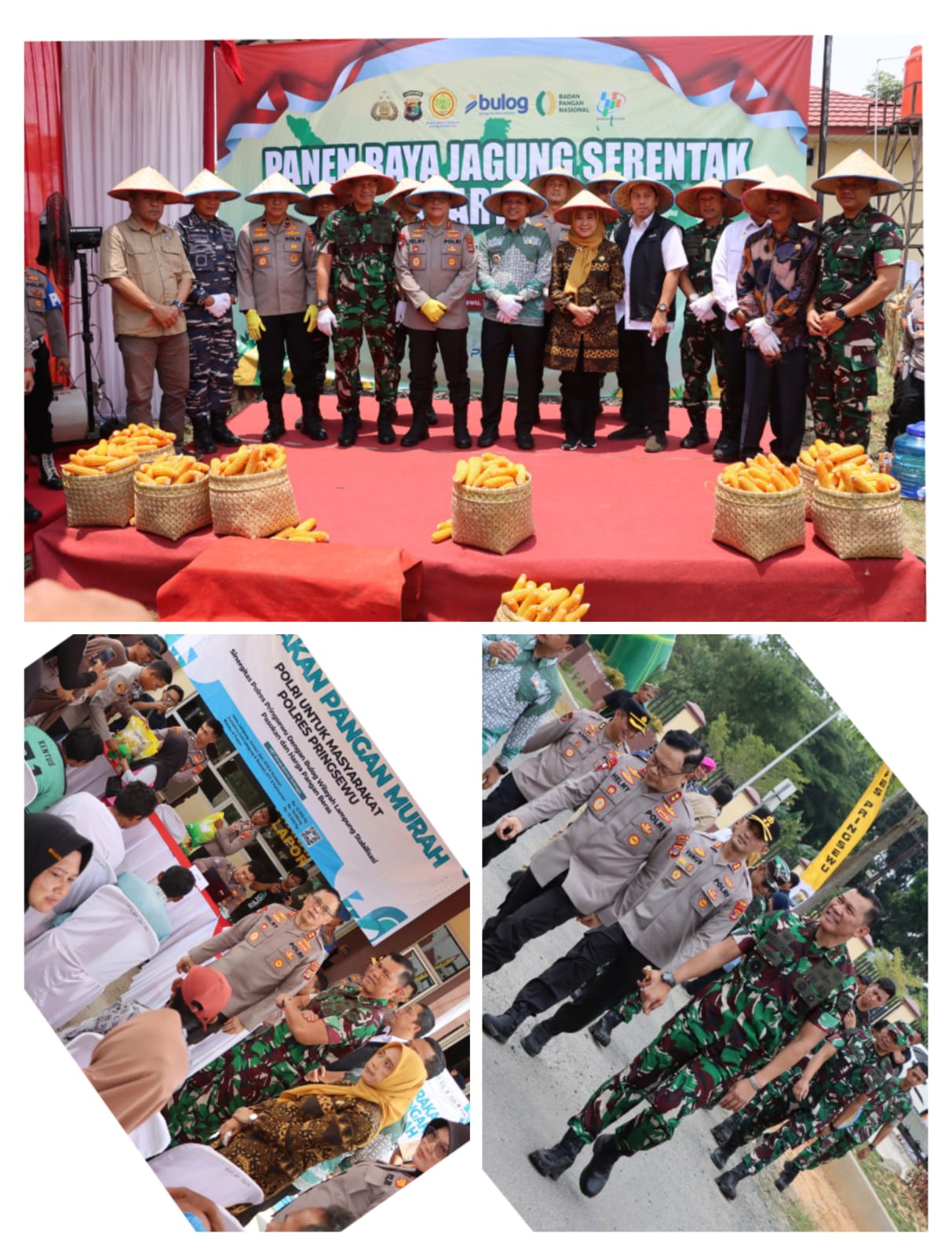 Dandim Tanggamus Hadiri Panen Raya Jagung di Pringsewu